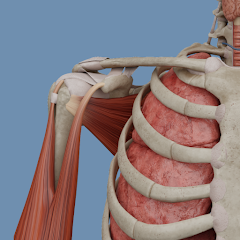 VOKA 3D Anatomy & Pathology img